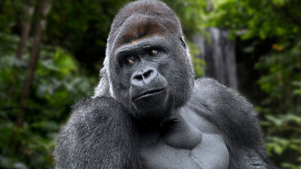 Decode your Dreams - 27/10/2025