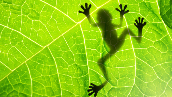 Decode your Dreams - 10/11/2025