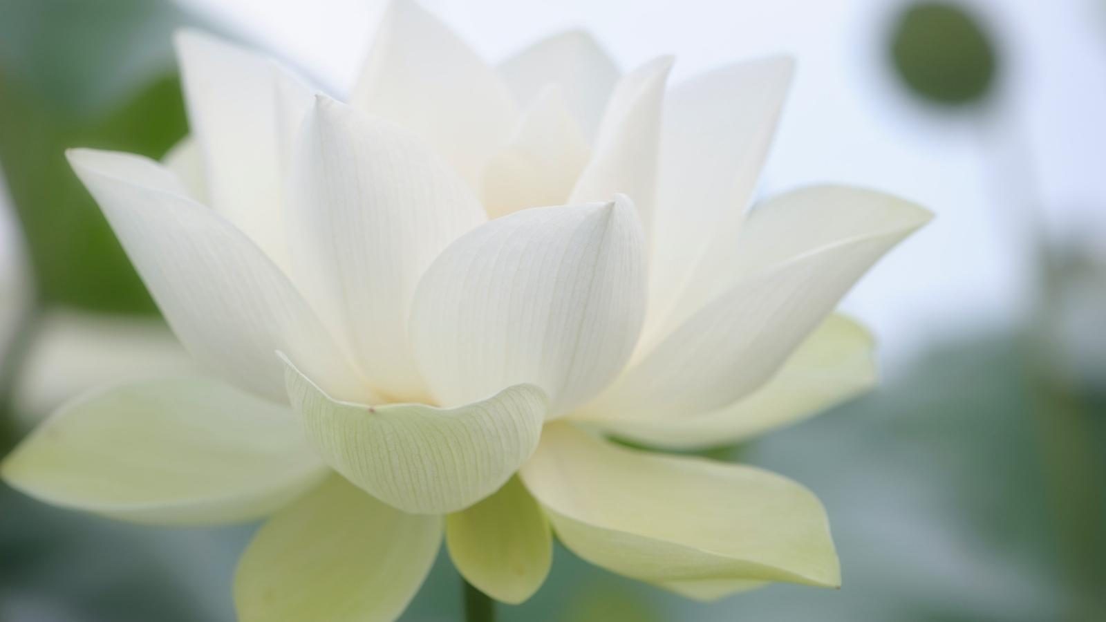 Der Weiße Lotus