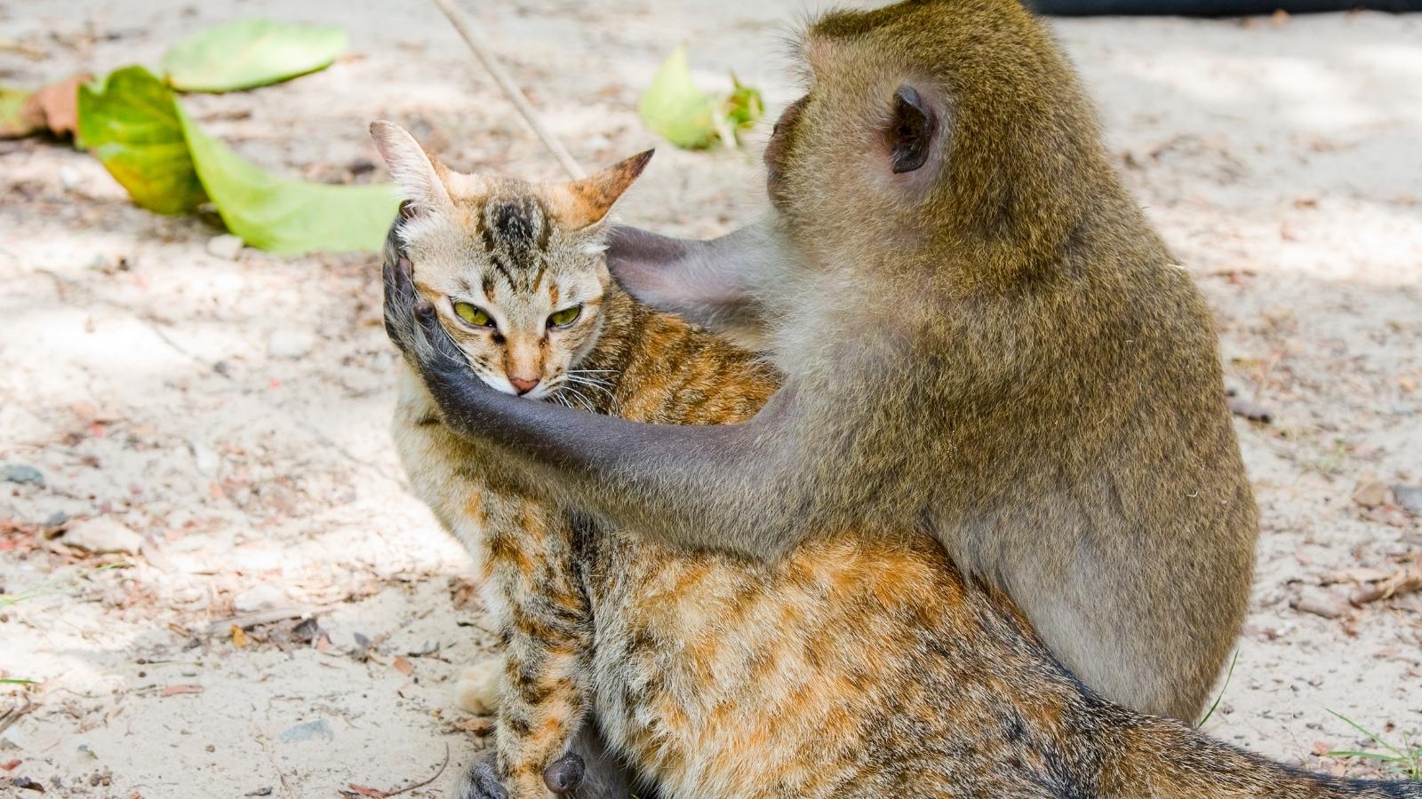 The cat and the monkey UCM Center