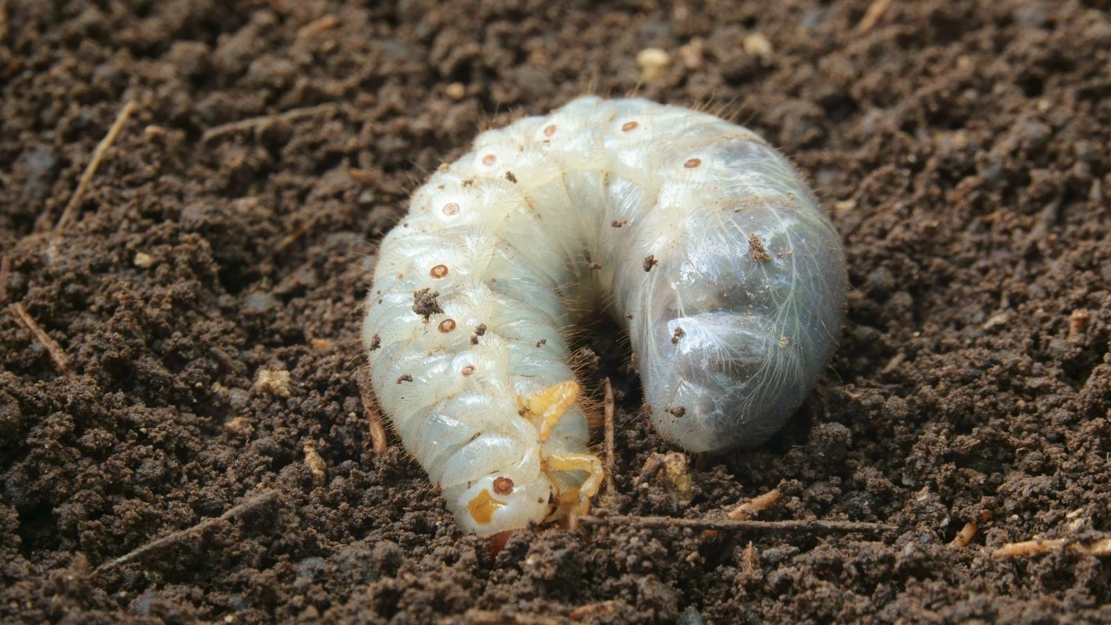 White worms