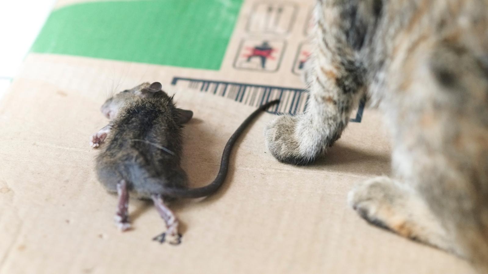 Ratones comidos por un gato