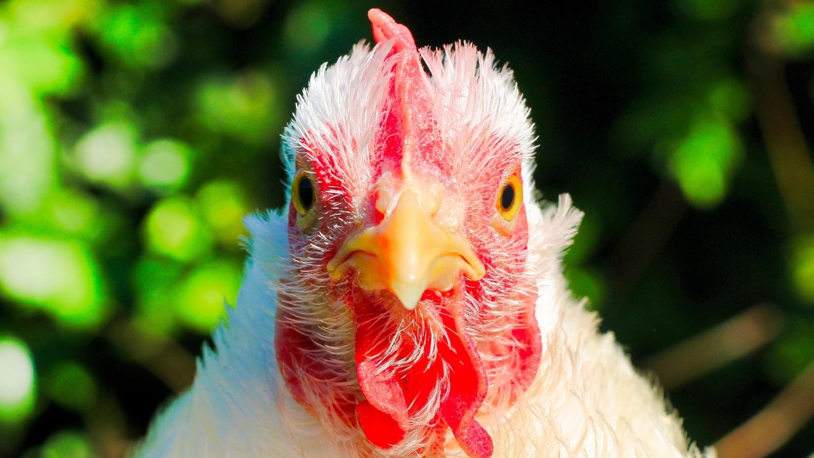 La poule magique UCM Center