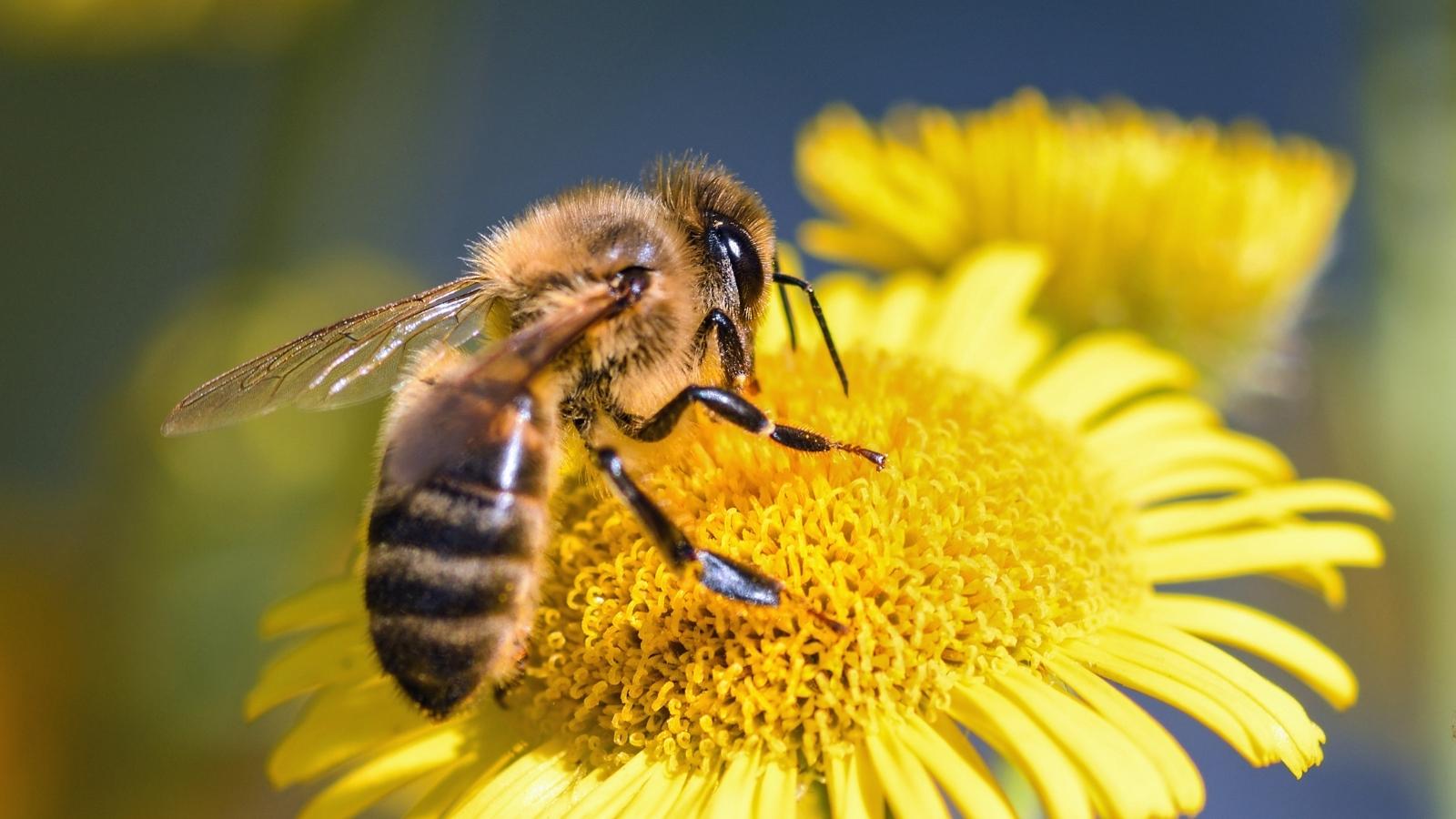 Lilou l’abeille UCM Center