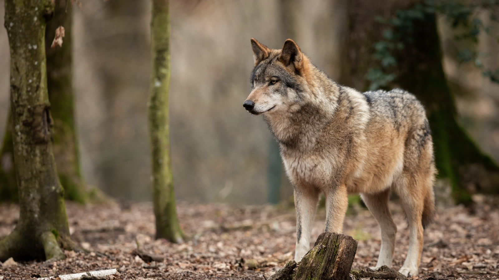 Rêve récurrent d’un loup étant jeune